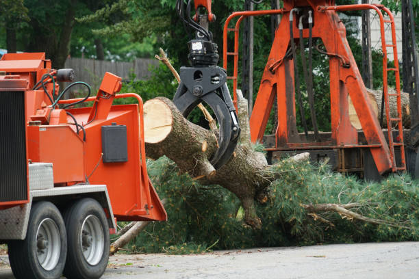 Best Commercial Tree Services  in Litchfield Park, AZ